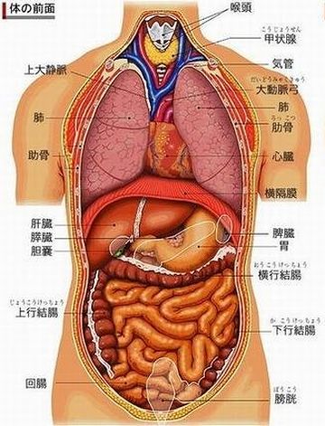 この部分が、横行結腸