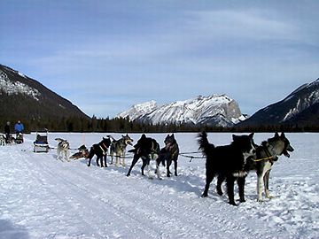 犬は、雪があると、うんこしない?