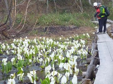 尾瀬の水芭蕉