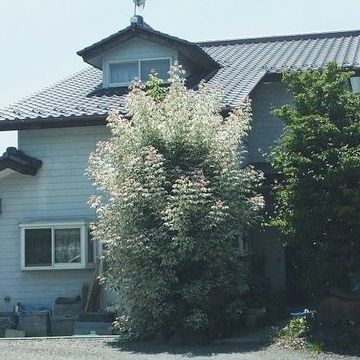 広いお庭じゃないと、難しい