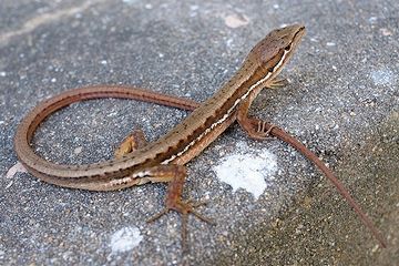 わたしは、カナヘビを飼ってました