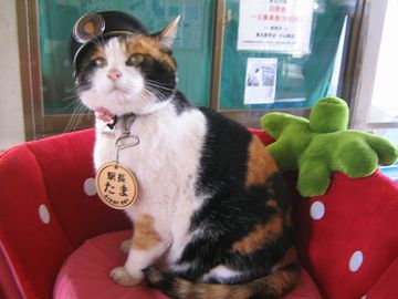和歌山電鐵貴志川線『貴志駅』のたま駅長。残念ながら、2015年6月、帰らぬ猫に。
