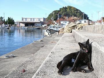 琵琶湖に浮かぶ沖島にて