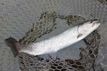 糸のような細い魚ってことで、糸魚(いとうお)と呼ばれたようです