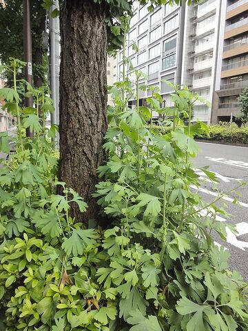 イチョウのひこばえ