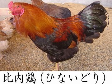 有名だもんね、比内鶏