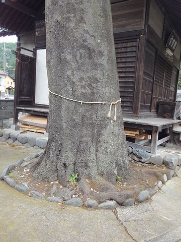 神社のシラカシ