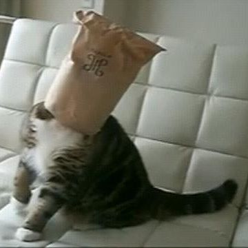 ホーケーだろ?