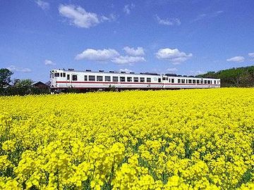 春だと、菜の花が見事なんですよ
