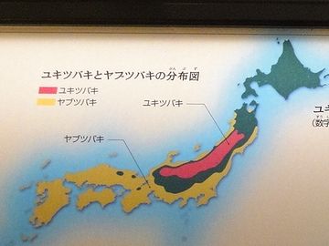 ユキツバキとヤブツバキの分布図