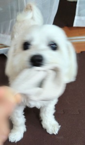 ぼかし丸_20240530_175313