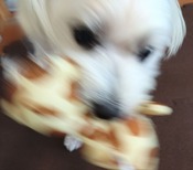 ぼかし丸_20230807_194641