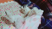 line_1606208878341_copied_1606208898119