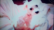 line_1619098376564_copied_1619098394130