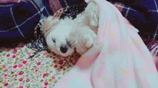 line_1606208566756_copied_1606208585015