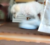 ぼかし丸_20230817_141402