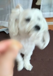 ぼかし丸_20240530_175338
