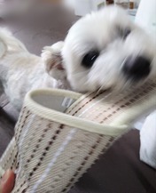 ぼかし丸_20250505_182308
