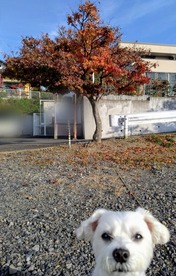 ぼかし丸_20241116_121238~2