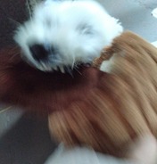 1000186250