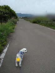 ぼかし丸_20230526_153151