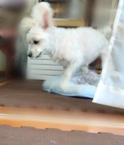 ぼかし丸_20230817_141430