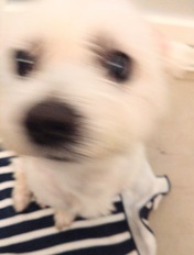 1000204603