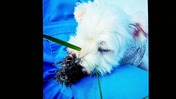 line_1619097823302_copied_1619097838769
