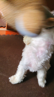 Screenshot_20210311-163352