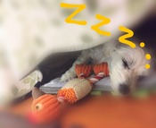 ぼかし丸_20230611_193302~2