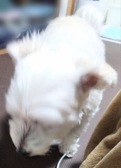 ぼかし丸_20241228_180948