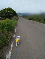 ぼかし丸_20230526_153129