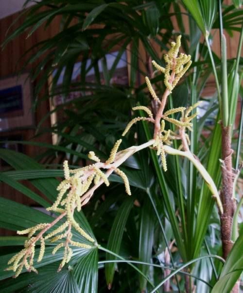 棕櫚竹の花?or実 : おもちゃ病院コモア