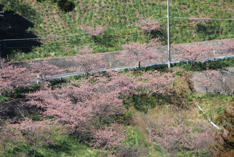 桜とすいせん