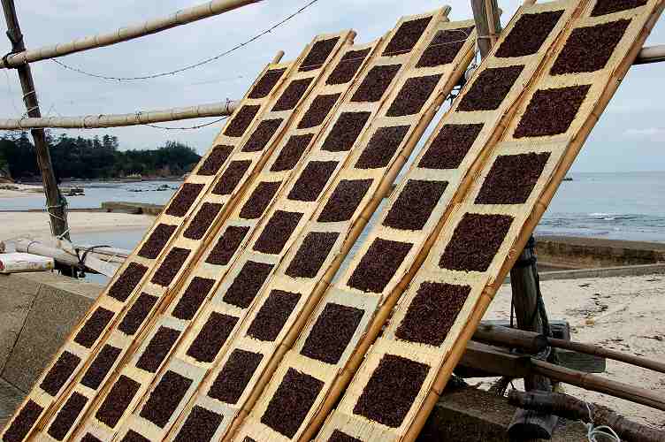 裏も表もある話 1 干し海苔編 ミキパパのリタイア日記