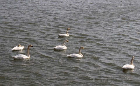 親水公園の白鳥