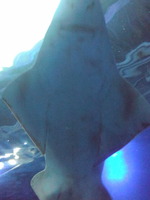 CA3F0155