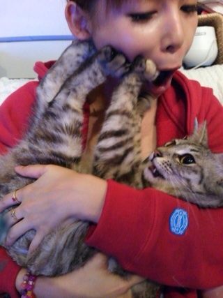 中川翔子の愛猫が主人公のアニメ おまかせマミタス Nhk Eテレで放送開始 アニメ感想 漫画情報 天狐ちゃんねる