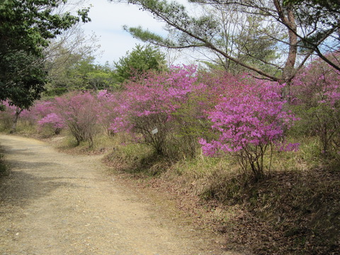 コバノミツバツツジ２