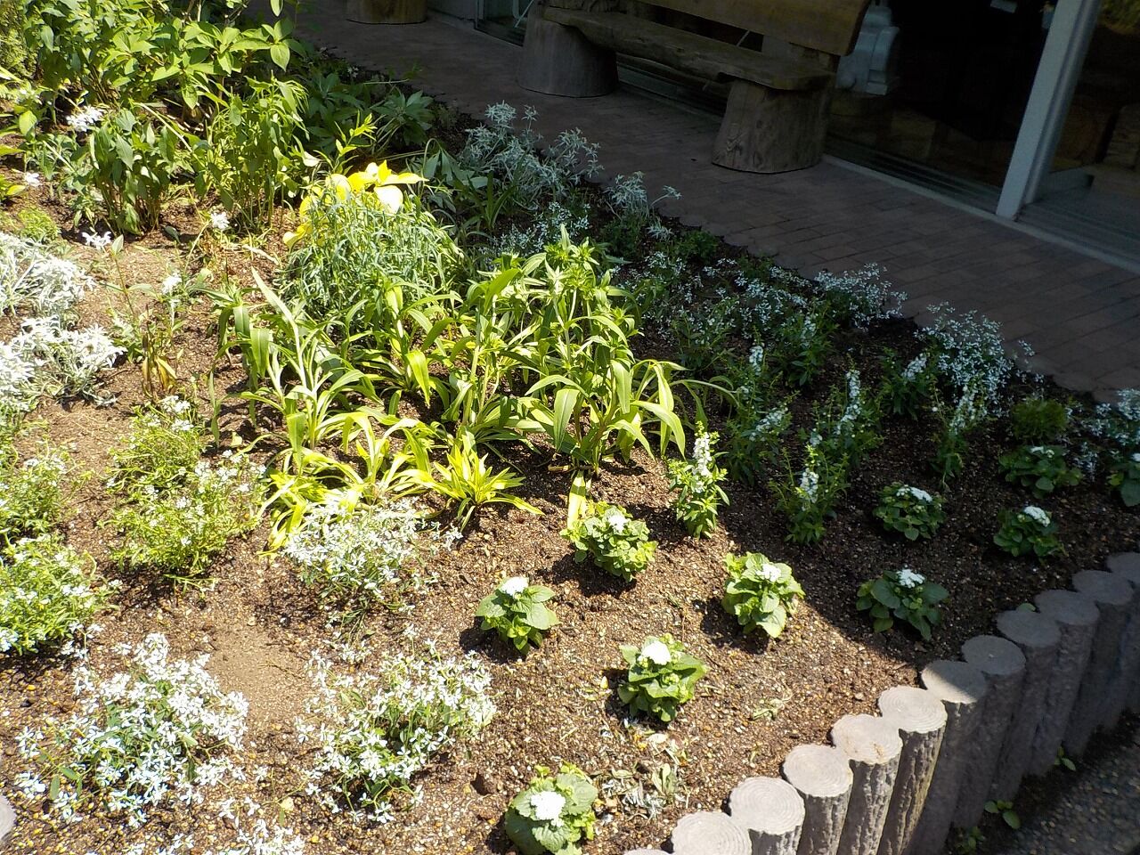 夏花壇に植え替え みきやま通信