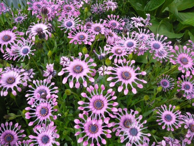 変わった花 オステオスペルマム アフリカンデジー みっこの思いつくまま