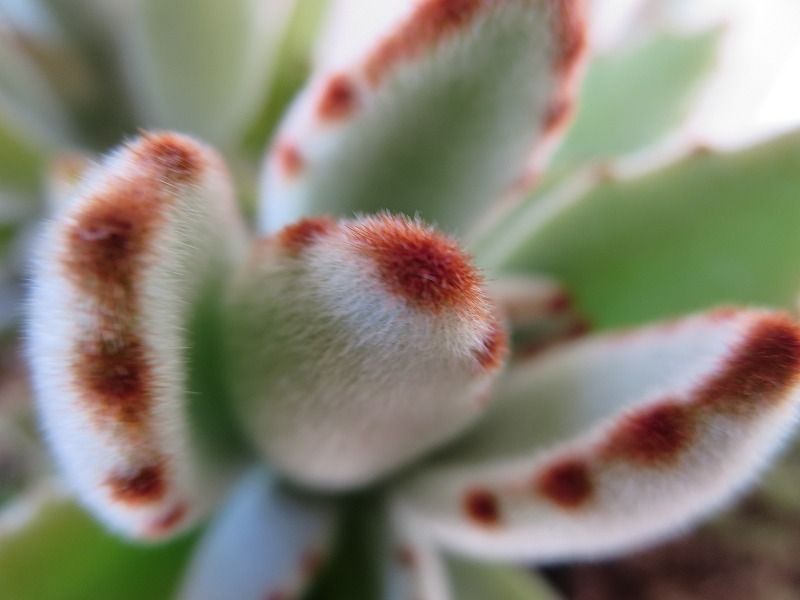 ヒアシンスと月兎耳 ツキトジ みっこの思いつくまま