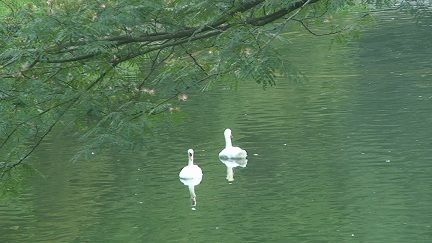 11川村庭の白鳥