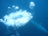 bubble ring