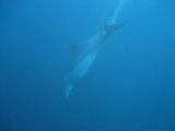 dolphin3