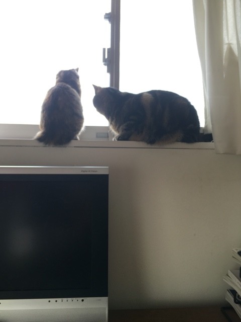 猫トイレのゴミ箱 猫ズとナチュラルマンション生活 双子の立ち耳スコティッシュ