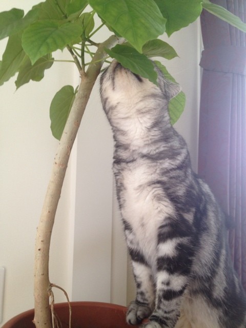 猫とウンベラータと黒法師と猫 猫ズとナチュラルマンション生活 双子の立ち耳スコティッシュ