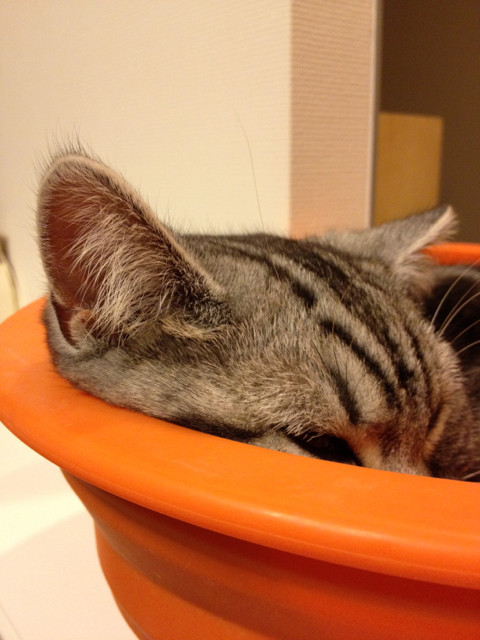 眠い猫 猫ズとナチュラルマンション生活 双子の立ち耳スコティッシュ