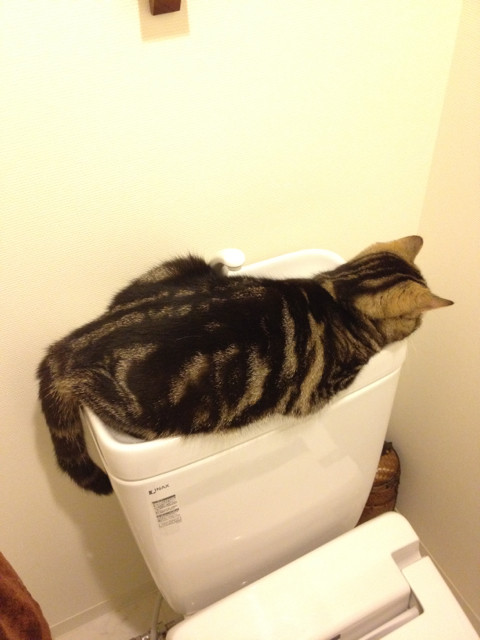 水まわりが好きな猫 猫ズとナチュラルマンション生活 双子の立ち耳スコティッシュ