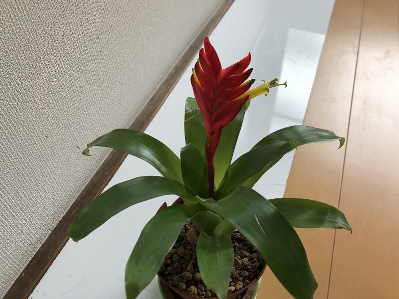 Mikoの庭blog フリーシア クリスティアーナ オオインコアナナス ミニトマト ゴーヤ Mikoの庭blog フリーシア クリスティアーナ オオインコアナナス ミニトマト ゴーヤ